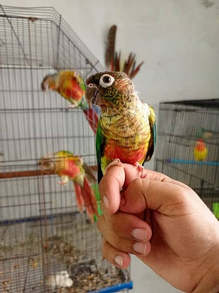 Handtame cockatiel parrot | rump | conure | monk bird 5