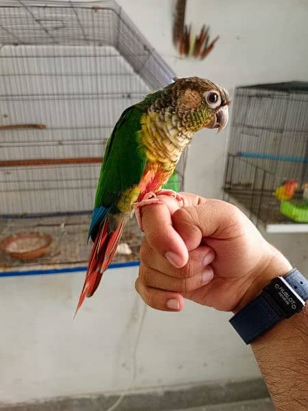 Handtame cockatiel parrot | rump | conure | monk bird 6