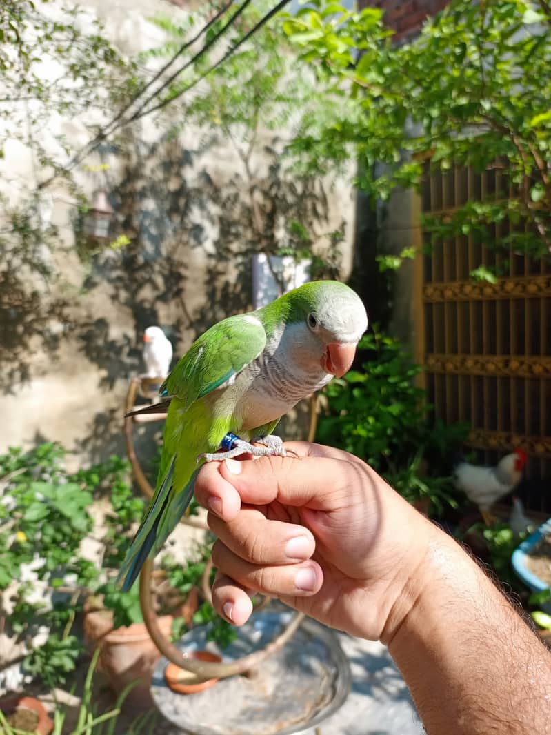 Handtame cockatiel parrot | rump | conure | monk bird 7