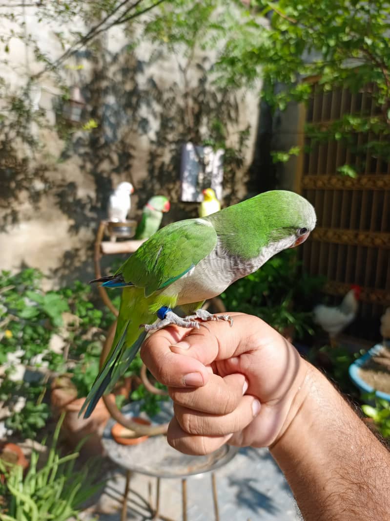 Handtame cockatiel parrot | rump | conure | monk bird 8