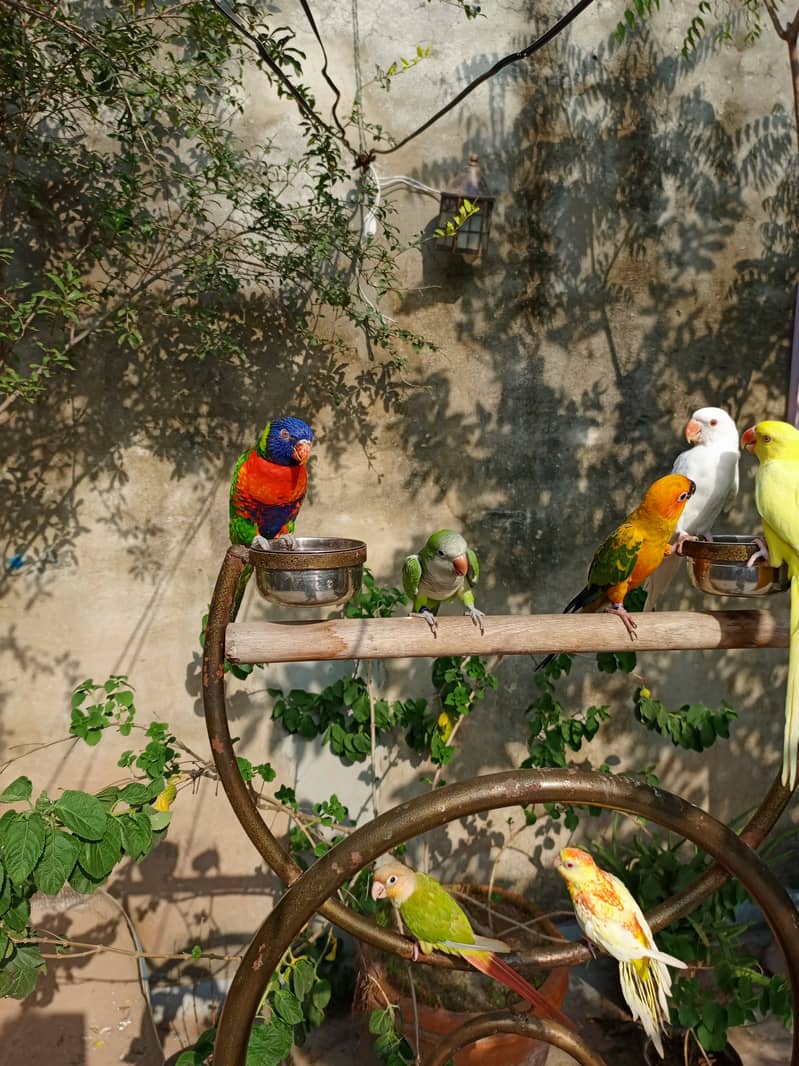 Handtame cockatiel parrot | rump | conure | monk bird 9