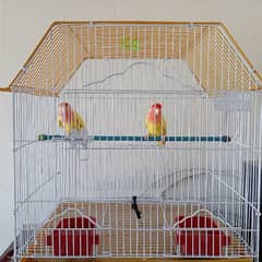 common latino pair with cage