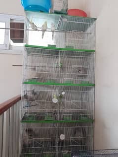 1 pair of yellow and white cockatiel pair and 7 pair of African budgie