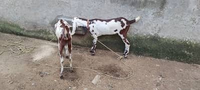 Two Goat For Sale