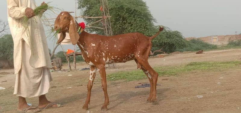 goat for sale 0