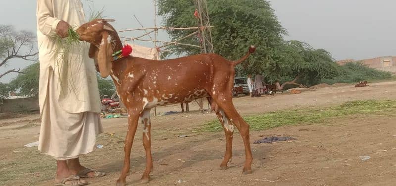 goat for sale 2