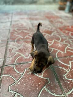 German sharpard dog for sale call only WhatsApp no: