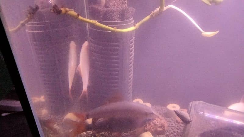 mix fishes for sale 2