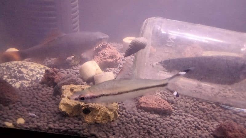 mix fishes for sale 3