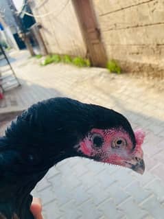 pure black mushki killi taj murgi madi for sale