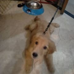 golden retriever dog for sale