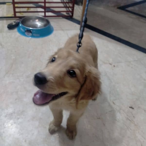 golden retriever dog for sale 1