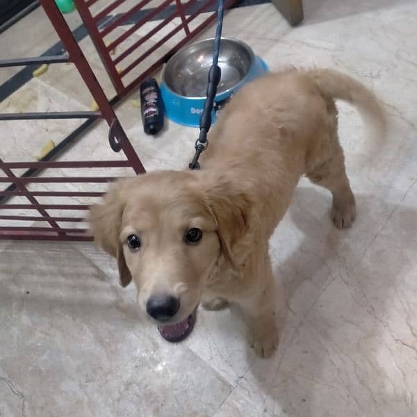 golden retriever dog for sale 2