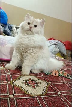 persian triple coat punch face female kittens