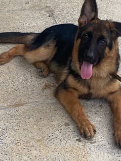 3  month German shepherd male