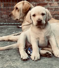 british lab breeder female