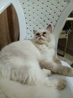 Ragdollcat/Persian kittens/triple coated/punch face/