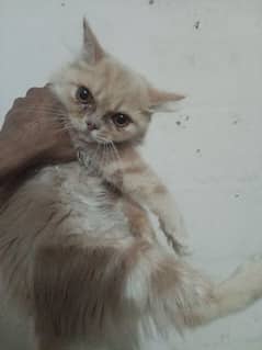 Persian Female kitten Available for Sale