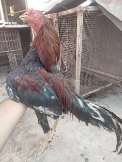 aseel hens good quality set