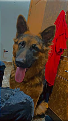 German shepherd male 0