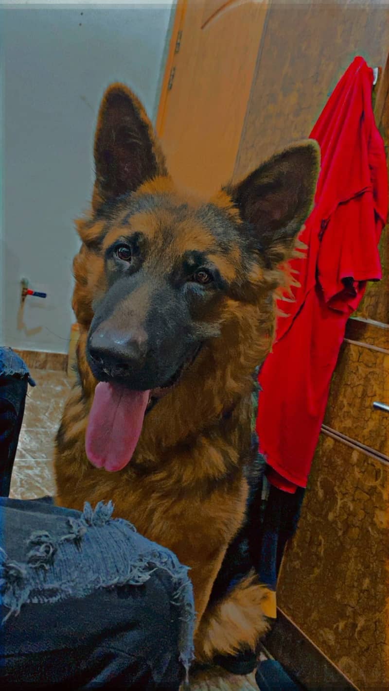 German shepherd male 0