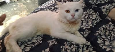 other contury import cat  arjent sale my cat requ@id mony. . .