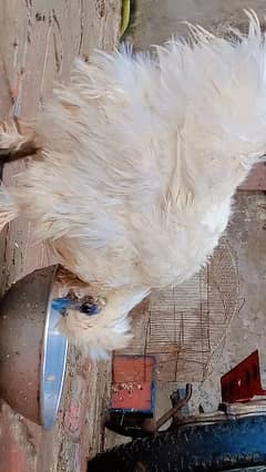 Silkie chicken