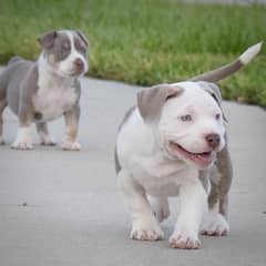 American bully female puppy for sale