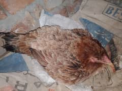 Kurak Murghi, witt 10 eggs, Broody hen, Aseel Kurak (03445783416)