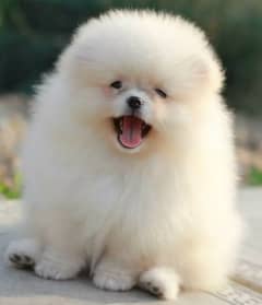 Pomeranian