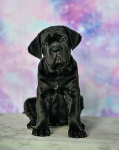 Cane corso