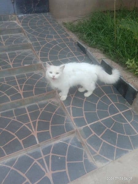 cat for sale 3