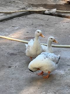 beautiful ducks trio for sale