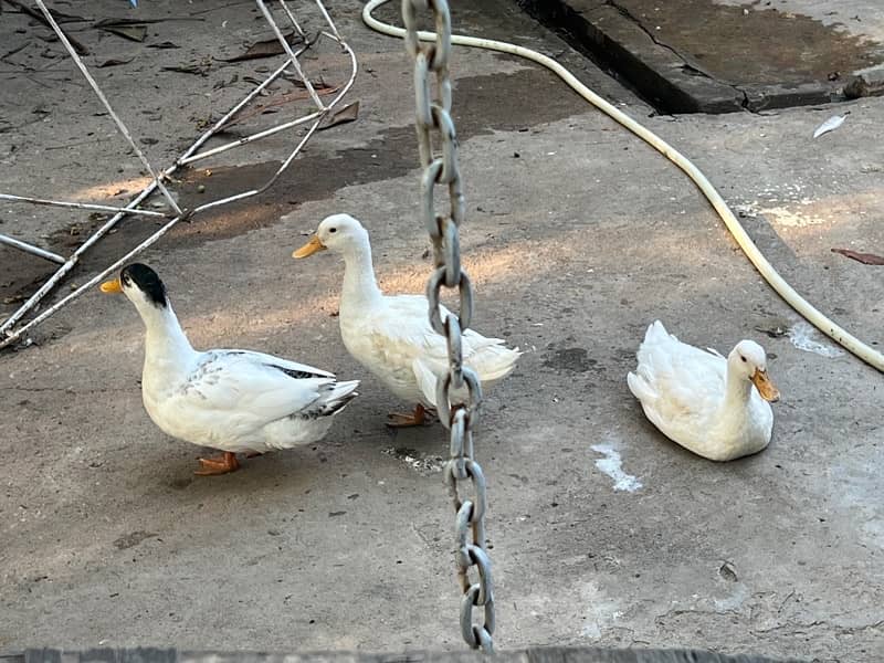 beautiful ducks trio for sale 1