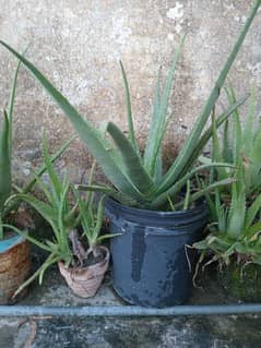 Aloe Vera Plants