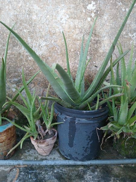 Aloe Vera Plants 0