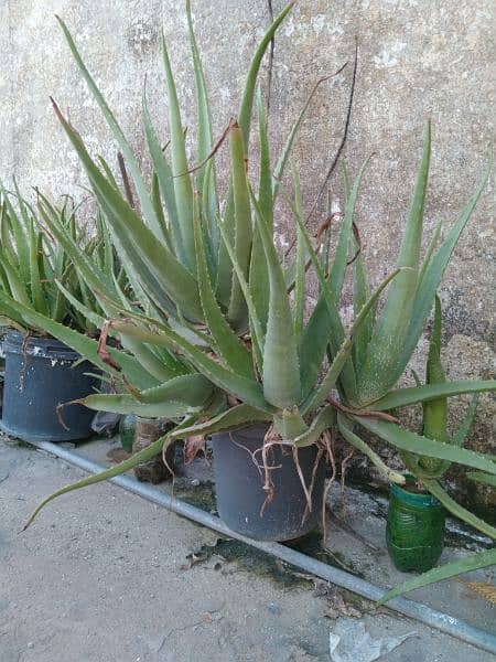 Aloe Vera Plants 1