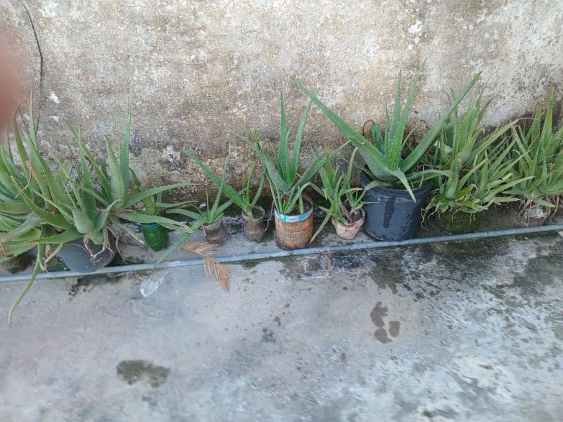 Aloe Vera Plants 2