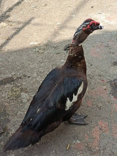 Russian duck Breeder pair 0