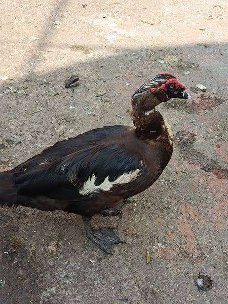 Russian duck Breeder pair 2