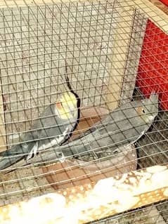 Aoa I'm selling My parrots pair and with cage