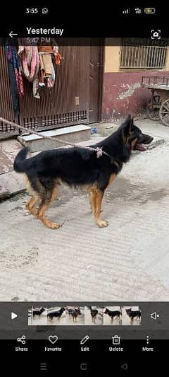 German shepherd dog whatapp no 03167575562