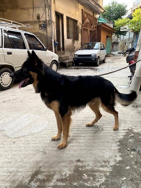 German shepherd dog whatapp no 03167575562 1