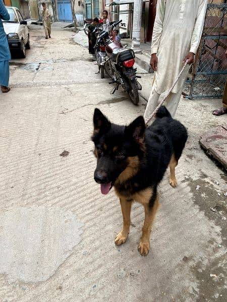 German shepherd dog whatapp no 03167575562 2