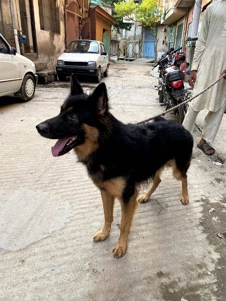 German shepherd dog whatapp no 03167575562 4