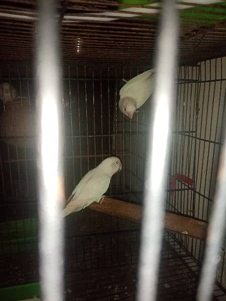 albino  red eye k split breeder pairs 2