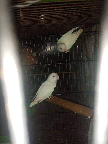 albino  red eye k split breeder pairs 4