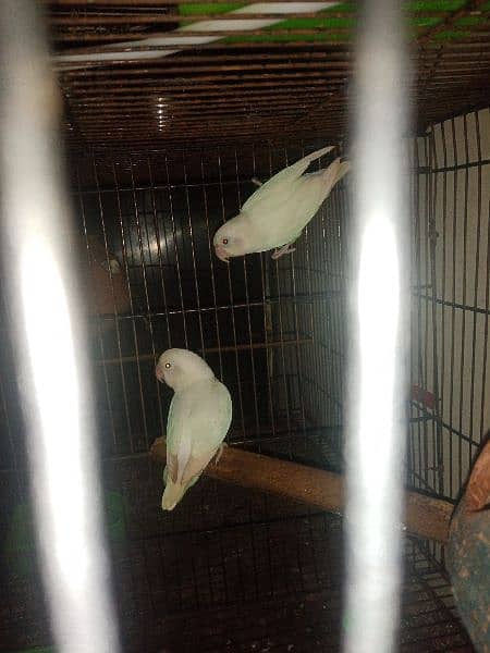 albino  red eye k split breeder pairs 5