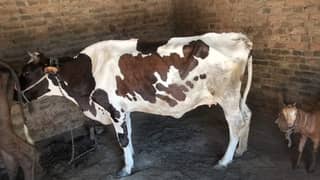 Pure Ablagh cow for sale