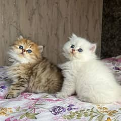 Cute and playful kittens looking for new home.